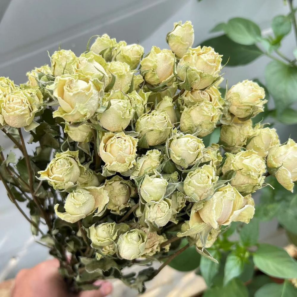 Bunga Mawar Asli yang Diawetka - Resin Art Rose ulasan dan harga
