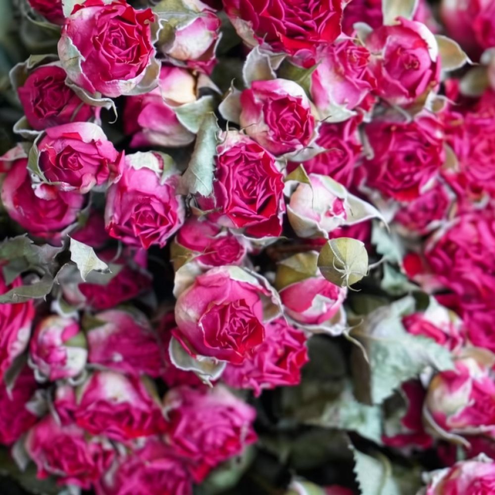 Bunga Mawar Kering Alami, Rang - Resin Art Rose ulasan dan harga